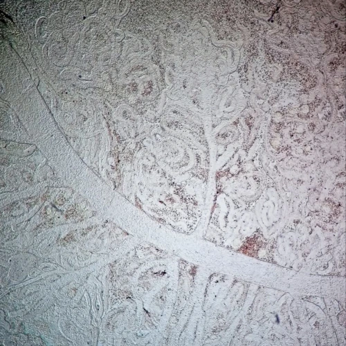 Normal morphology of the trunk kidney in fish.