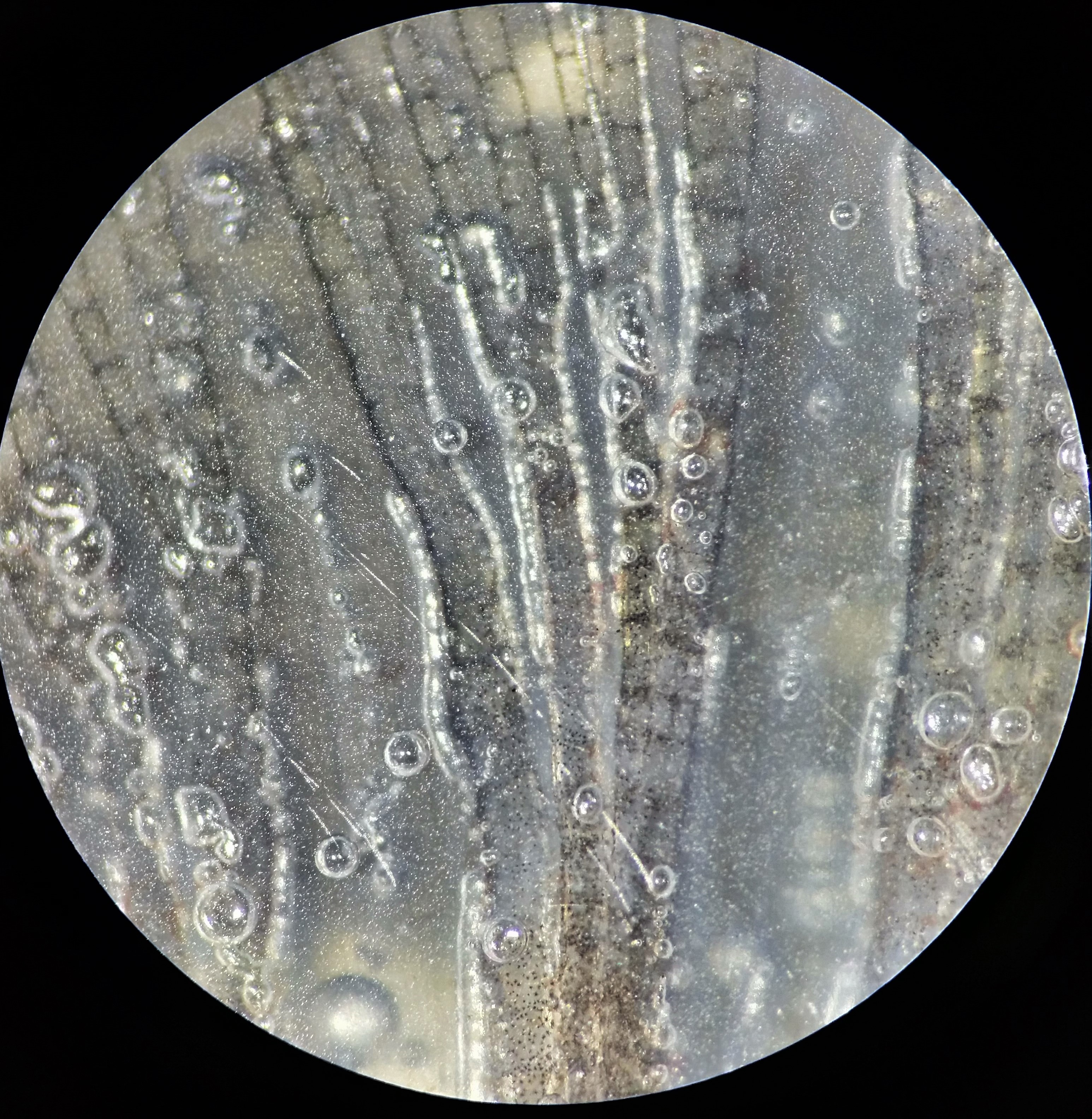Elongated gas bubbles in the blood vessels of a fish fin.