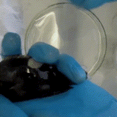 Skin scrape