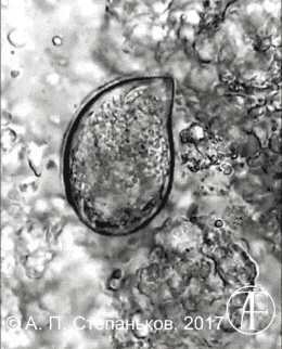 Trophont Cryptocaryon