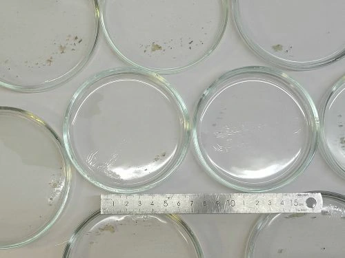 Petri dishes after exposure on the bottom of an aquarium containing infected fish.