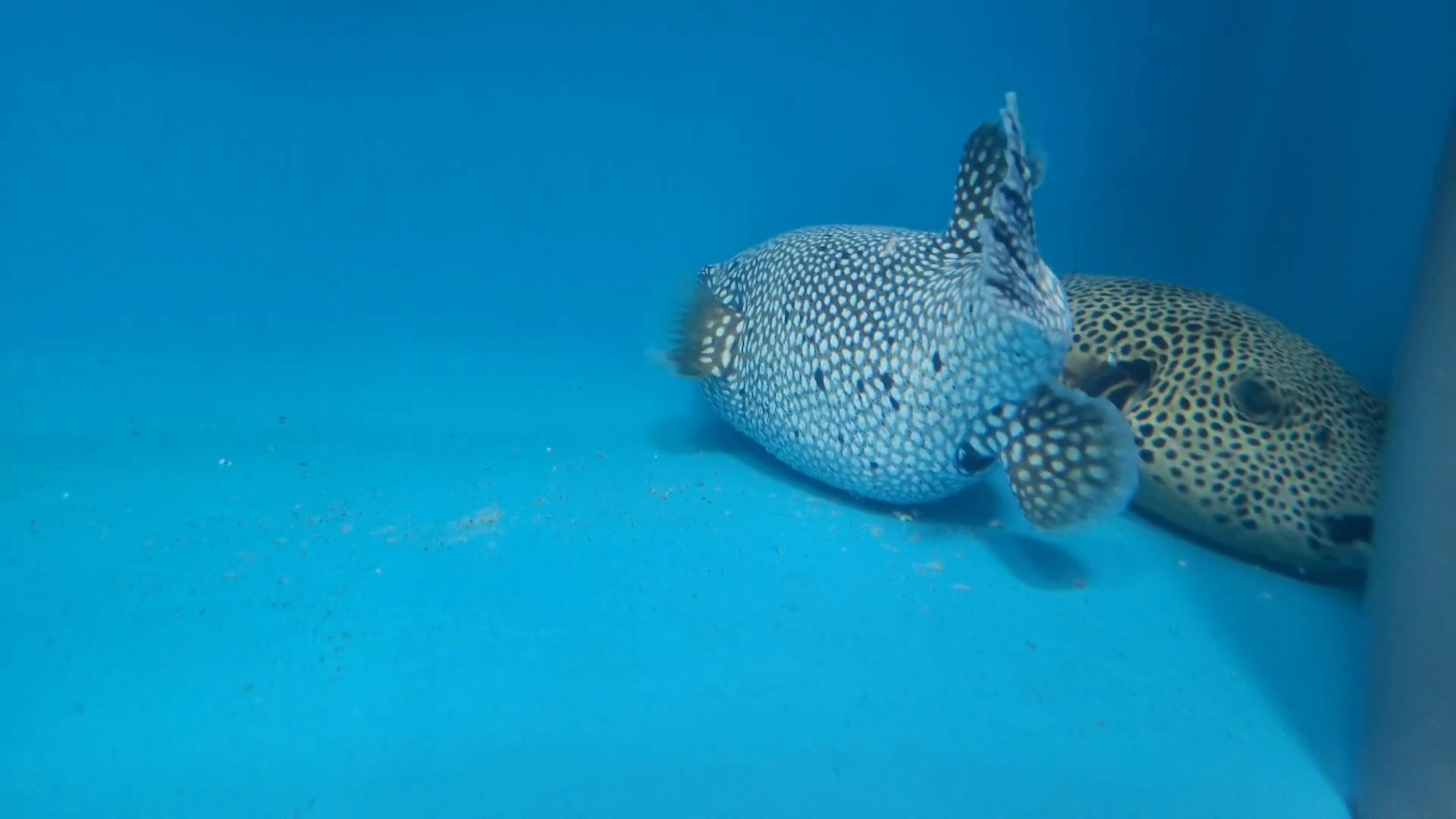 Two Arothron pufferfish resting directly on the bottom of an aquarium where stages of Cryptocaryon irritans may accumulate.
