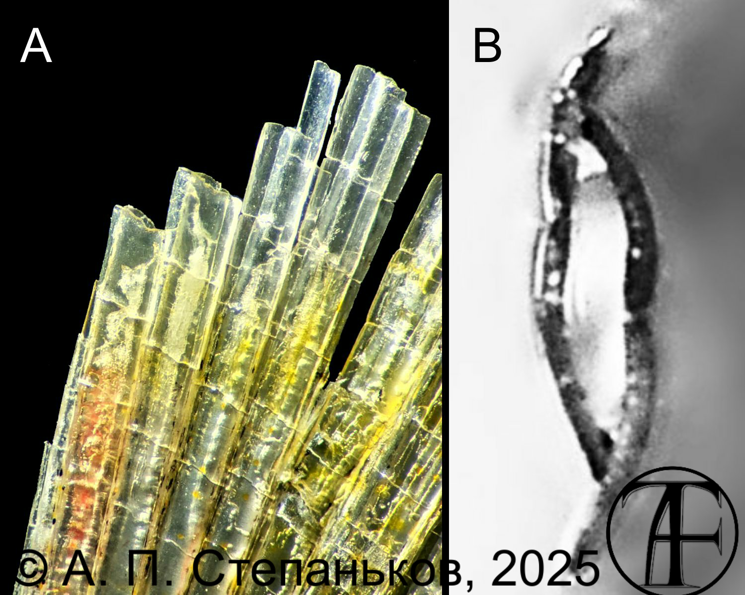Fin ray erosion in fish