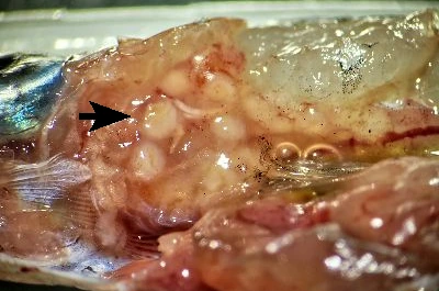 Head kidney of Chromis viridis with large granulomas.