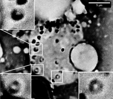 Horseshoe-like structures in histiocytes of Chromis viridis spleen.