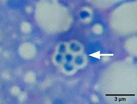 Budding cells in the spleen of Acanthurus leucosternon.