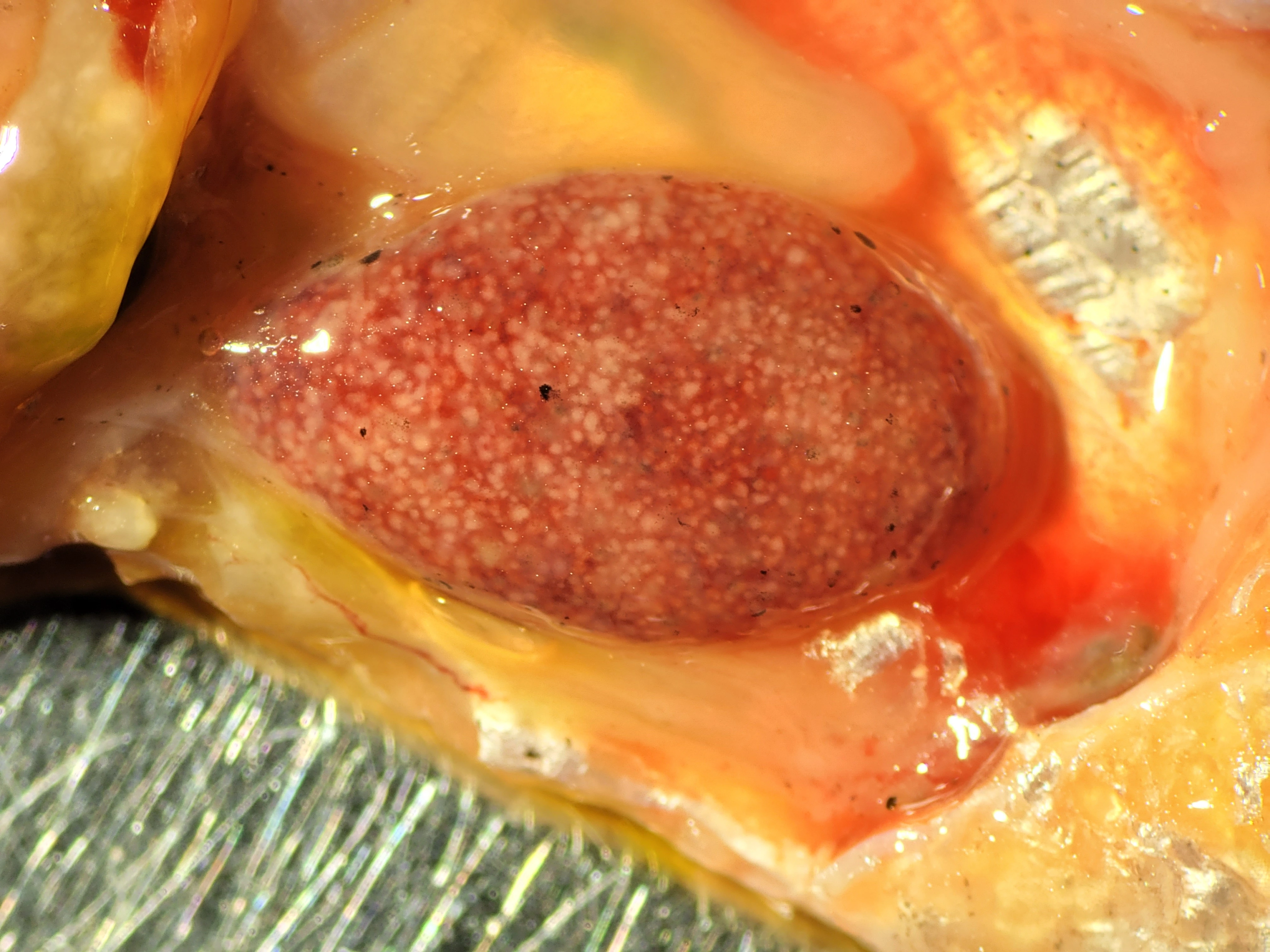Fish spleen. Multiple small whitish granulomatous lesions. Mycobacteria were detected by microscopy.