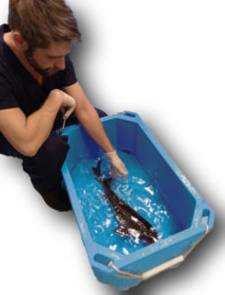 Anesthetic in water