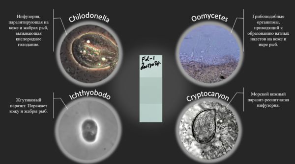 Прижизненная диагностика рыб в условиях океанариума: мониторинг здоровья и современные методы
