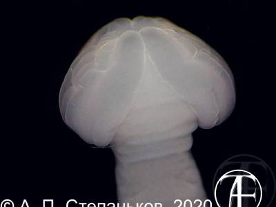 Larva cestodes Nybelinia