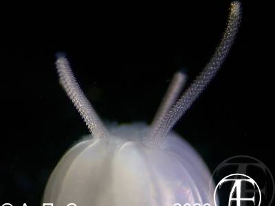 Larva cestodes Nybelinia
