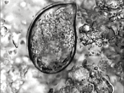 Cryptocaryon irritans