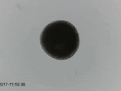 Ichthyophthirius multifiliis