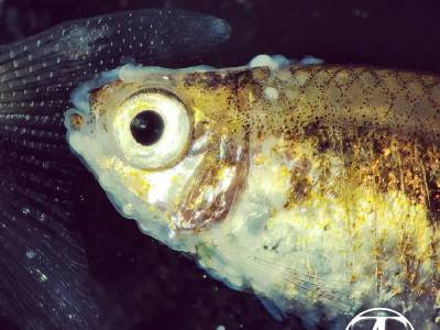 Ichthyophthirius on fish