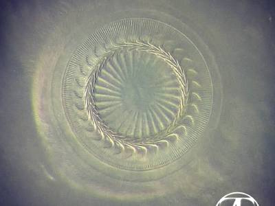 Parasitic ciliate Trihodina
