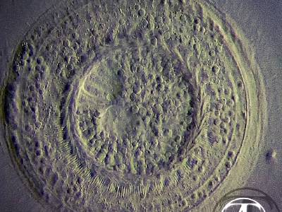 Parasitic ciliate Trihodina