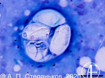 Coccidia genus Gouddia