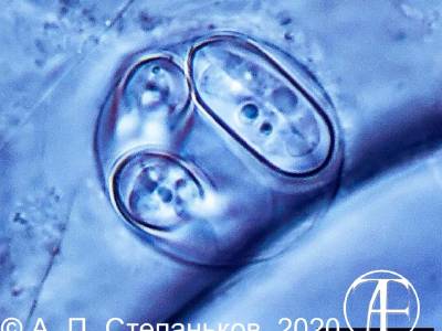 Coccidia genus Gouddia