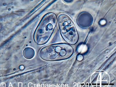 Coccidia genus Gouddia