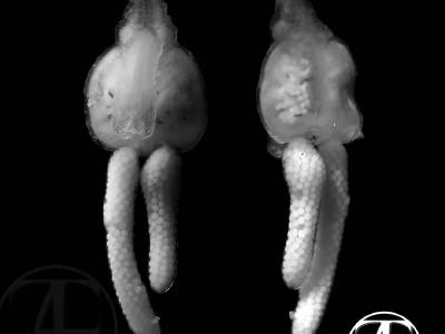 Parasitic copepods