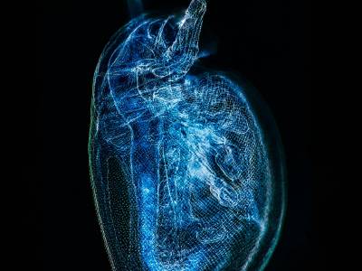 Дафния (Daphnia)