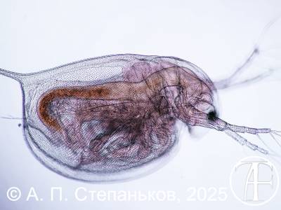 Дафния (Daphnia)