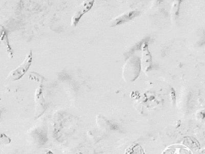 Cryptobia