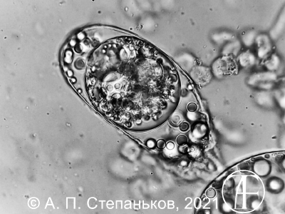 Oodinium