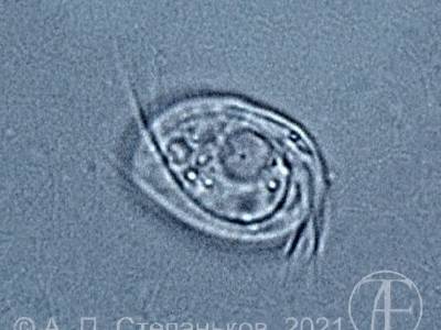Ichthyobodo