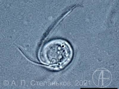 Ichthyobodo