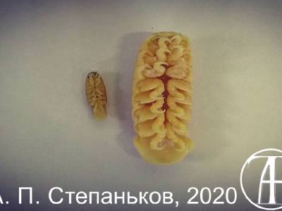 Cymothoa. Tongue-eating Macrica