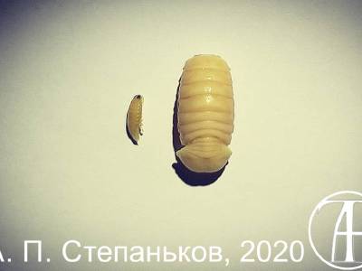 Cymothoa. Tongue-eating Macrica