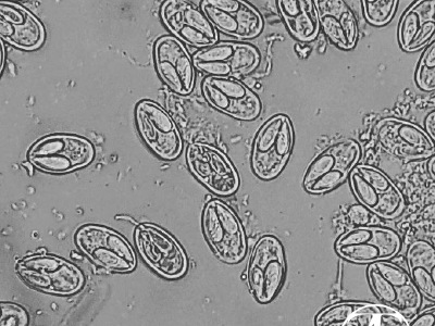 Microsporea. Microsporidia