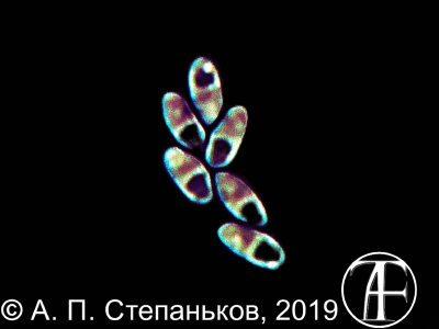 Microsporea. Spores