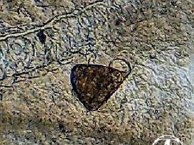 Capsalidae egg