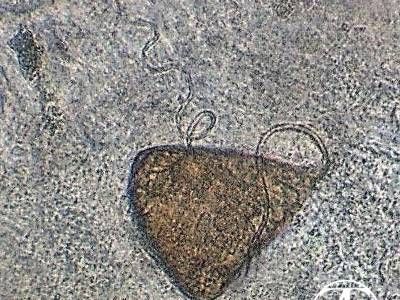 Capsalidae egg