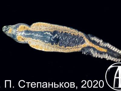 Monogenea