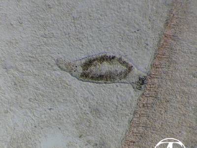 Monogenea of ​​the genus Dactylogyrus