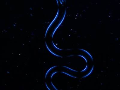 Nematode. Intestine