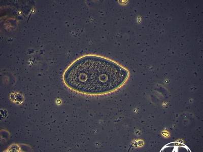 Opalina genus Zellerialla