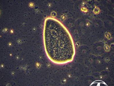 Opalina genus Zellerialla