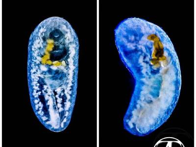 Metacircaria trematodes