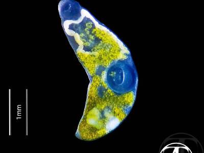 Trematodes
