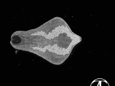 Trematodes