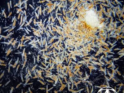 Ciliates Porpostoma