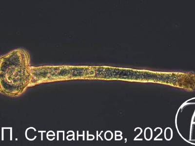 Diciemid from octopus