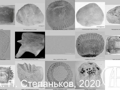Fish scales