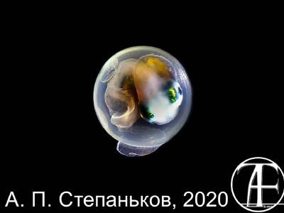 Liparis egg
