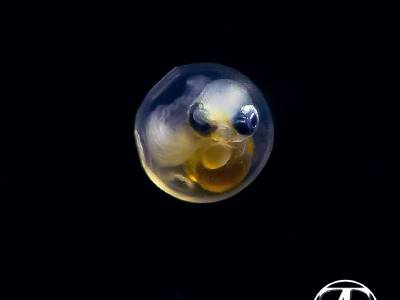 Liparis egg
