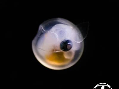 Liparis egg